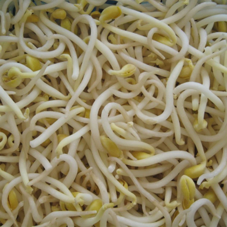 freezing Bean Sprout